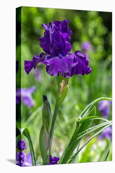 Purple bearded iris-Lisa Engelbrecht-Premier Image Canvas