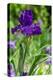 Purple bearded iris-Lisa Engelbrecht-Premier Image Canvas