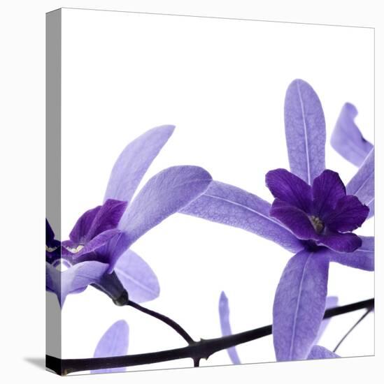 Purple Blossom-null-Premier Image Canvas