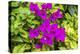 Purple Bougainvillea, San Miguel de Allende, Mexico-William Perry-Premier Image Canvas