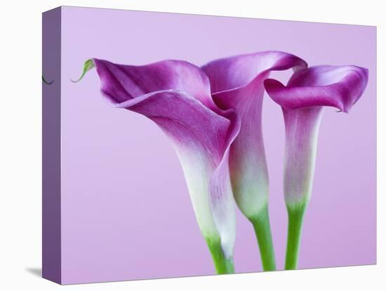 Purple Calla Lilies-Clive Nichols-Premier Image Canvas