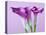 Purple Calla Lilies-Clive Nichols-Premier Image Canvas