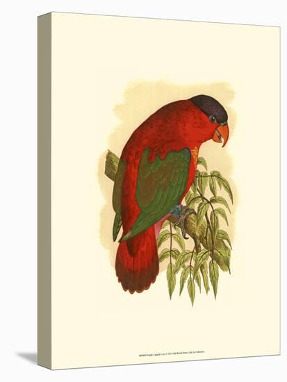 Purple-Capped Lory-null-Stretched Canvas