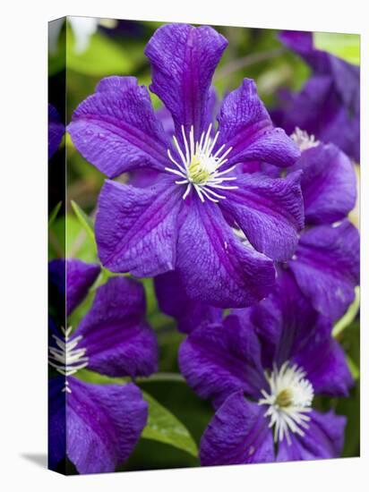 Purple Clematis in Full Bloom-Terry Eggers-Premier Image Canvas