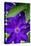 Purple clematis, USA-Lisa Engelbrecht-Premier Image Canvas