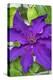 Purple Clematis, USA-Lisa Engelbrecht-Premier Image Canvas