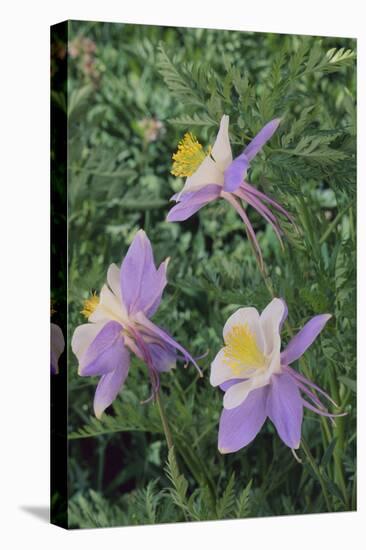 Purple Columbine Flower-DLILLC-Premier Image Canvas