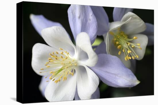 Purple Columbine I-Tammy Putman-Premier Image Canvas