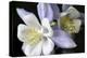 Purple Columbine I-Tammy Putman-Premier Image Canvas