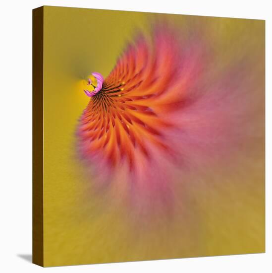 Purple Coneflower, Louisville, Kentucky-Adam Jones-Premier Image Canvas