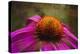 Purple Coneflower on Canvas-George Oze-Premier Image Canvas