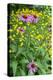 Purple Coneflower, USA-Lisa Engelbrecht-Premier Image Canvas