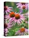 Purple coneflower-Clive Nichols-Premier Image Canvas