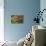 Purple Coneflower-Steve Gadomski-Premier Image Canvas displayed on a wall