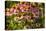 Purple Coneflower-Steve Gadomski-Premier Image Canvas