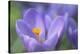 Purple Crocus-Cora Niele-Stretched Canvas