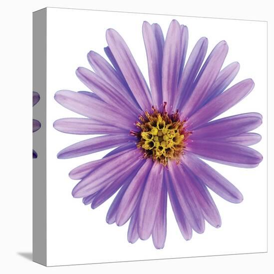 Purple Daisy-Christine Zalewski-Stretched Canvas