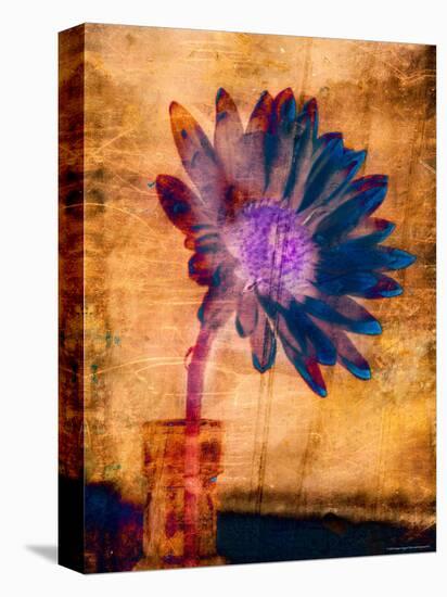 Purple Daisy-Robert Cattan-Premier Image Canvas