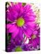 Purple Daisy-Ruth Palmer-Stretched Canvas