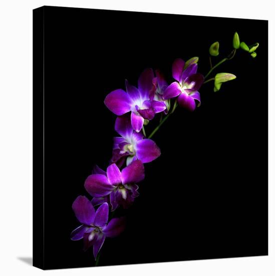 Purple Dendrobium Orchids-Magda Indigo-Premier Image Canvas