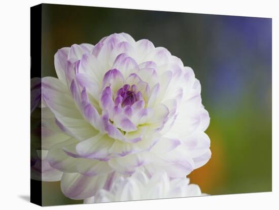 Purple Edged White Dahlia in Full Bloom-Terry Eggers-Premier Image Canvas