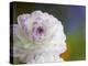 Purple Edged White Dahlia in Full Bloom-Terry Eggers-Premier Image Canvas