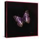 Purple Emperor Butterfly, 2000-Amelia Kleiser-Premier Image Canvas