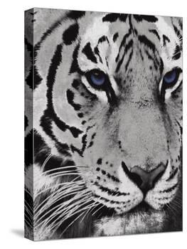 Purple Eyes-Jace Grey-Stretched Canvas