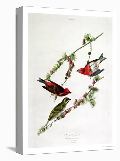 Purple Finch, from "Birds of America"-John James Audubon-Premier Image Canvas