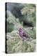 Purple finch male in fir tree in winter, Marion County, Illinois.-Richard & Susan Day-Premier Image Canvas