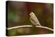 Purple Finch-Gary Carter-Premier Image Canvas