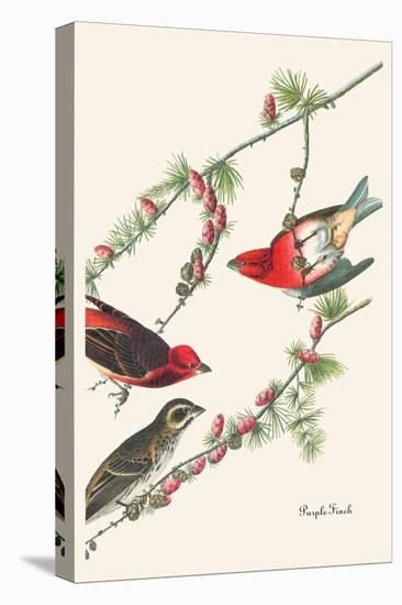 Purple Finch-John James Audubon-Stretched Canvas
