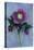 Purple Flower And Two Flowerbuds of Lenten Rose-Den Reader-Premier Image Canvas