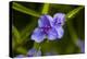 Purple flower blooming on plant, Alfred B. Maclay Gardens State Park, Tallahassee, Leon County,...-null-Premier Image Canvas