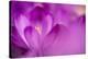 Purple Flower Study-István Nagy-Premier Image Canvas