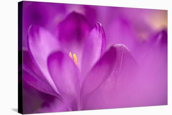 Purple Flower Study-István Nagy-Stretched Canvas
