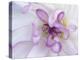 Purple Flower-Michele Westmorland-Premier Image Canvas