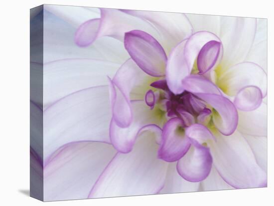 Purple Flower-Michele Westmorland-Premier Image Canvas