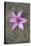 Purple Flower-Den Reader-Premier Image Canvas