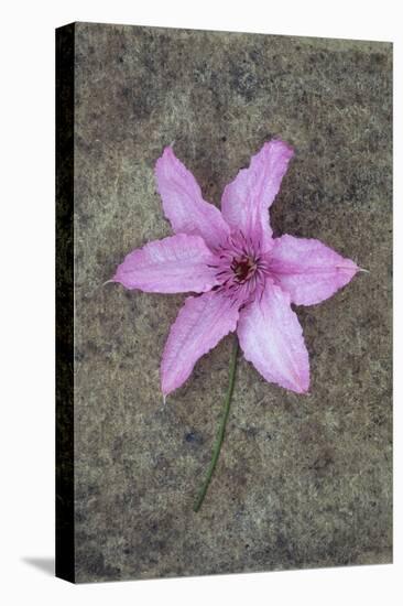 Purple Flower-Den Reader-Premier Image Canvas