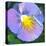 Purple Flower-Scott Westmoreland-Stretched Canvas