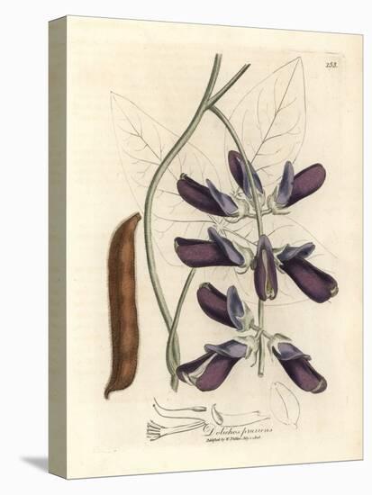 Purple Flowered Cowhage Dolichos, Dolichos Pruriens-James Sowerby-Premier Image Canvas