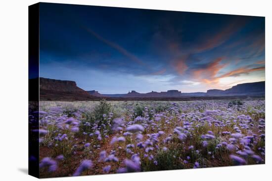 Purple Flowers Bloom, Early Spring, Desert Eco-System Surrounding Fisher Towers Near Moab, Utah-Jay Goodrich-Premier Image Canvas