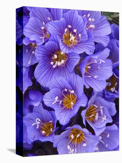 Purple Flowers-Art Wolfe-Premier Image Canvas