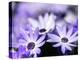 Purple Flowers-null-Premier Image Canvas