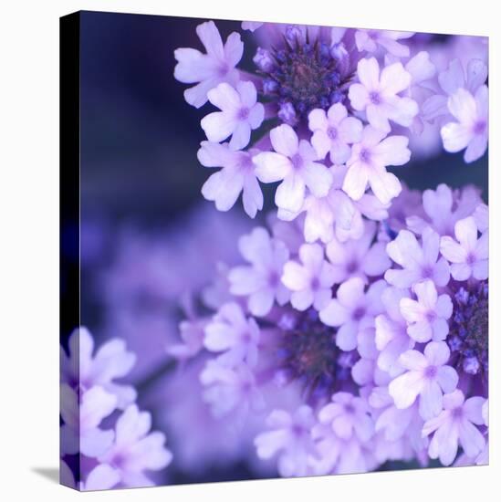 Purple Flowers-null-Premier Image Canvas