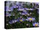 Purple Flowers-Mitch Diamond-Premier Image Canvas