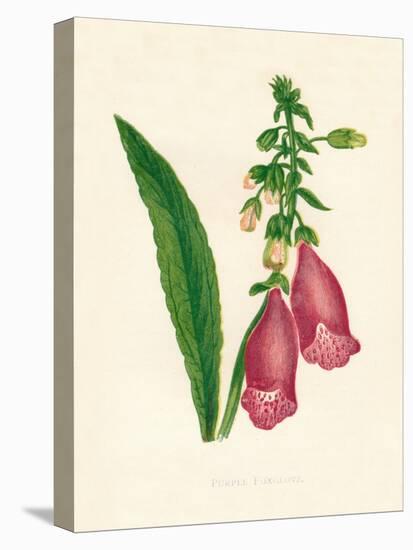 'Purple Foxglove', c1891, (1891)-Anne Pratt-Premier Image Canvas