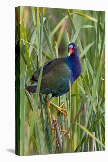 Purple Gallinule (Porphyrio martinica) perched in cattails-Larry Ditto-Premier Image Canvas