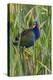 Purple Gallinule (Porphyrio martinica) perched in cattails-Larry Ditto-Premier Image Canvas